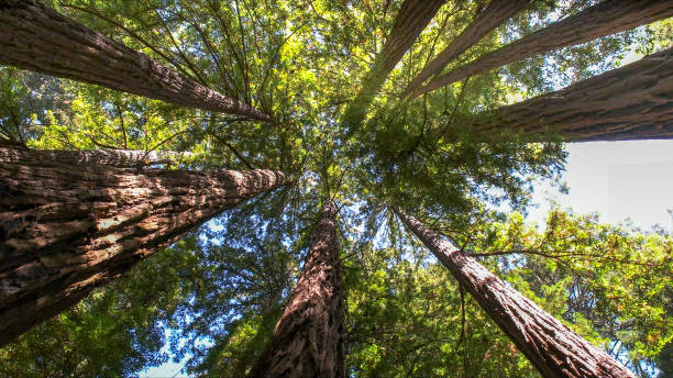 The Steps Involved in Our Tree Care Process in Oak Forest, IL